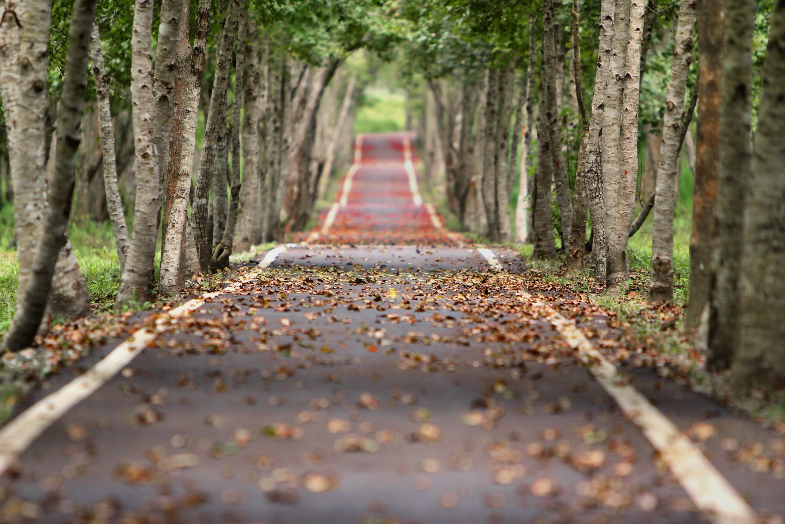 woodland, road, falling leaf